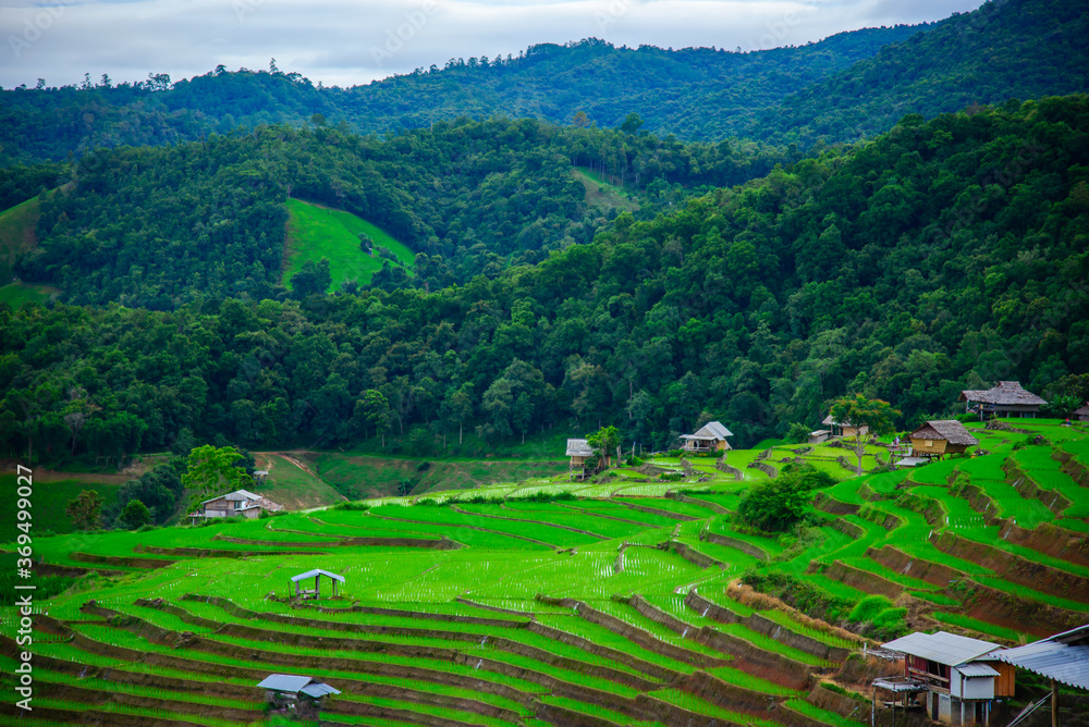 Beautiful Pa Bong Piang Rice Terraces at Pa Bong Piang village in Mae Cham, Chiangmai, Thailand Beautiful Pa Bong Piang Rice Terraces at Pa Bong Piang village in Mae Cham, Chiangmai, Thailand