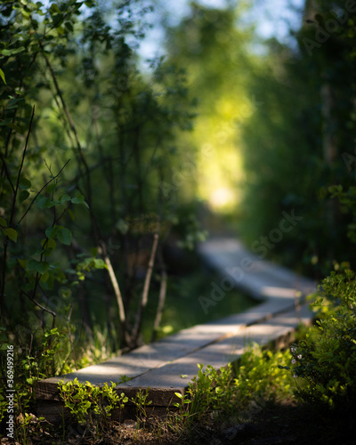 road in the woods photo