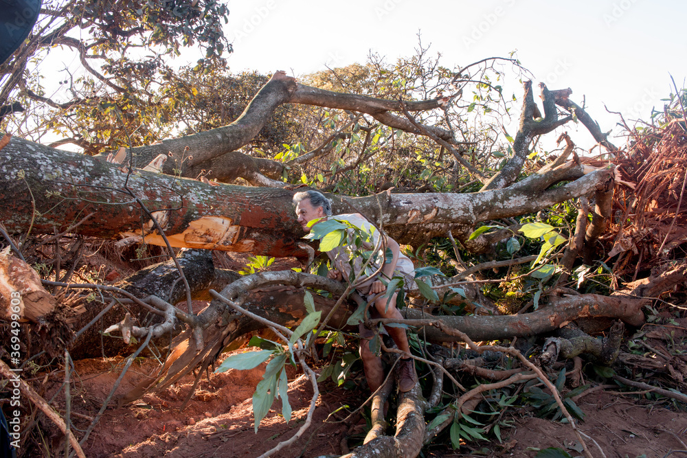 Biologist Environmentalist looking over the damage cause to an Avocado tree that was bulldozed down in an Urban Area of Brasilia, Brazil, to make room for expansion in the Northwest part of the city.
Biologist Environmentalist looking over the damage cause to an Avocado tree that was bulldozed down in an Urban Area of Brasilia, Brazil, to make room for expansion in the Northwest part of the city.