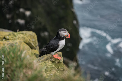 A landscape in Iceland, Puffin