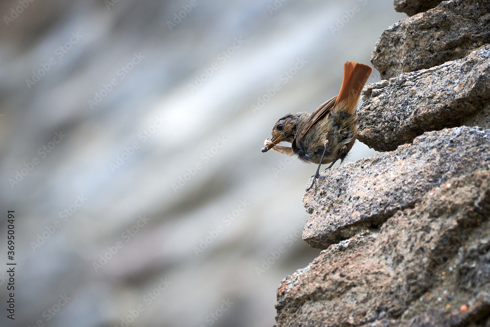 Black redstart female bird with insect for chicks (Phoenicurus ochruros) Black redstart female bird with insect for chicks (Phoenicurus ochruros)