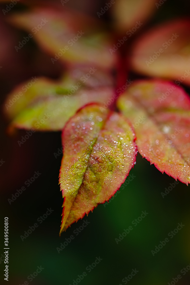 A selective focus macro abstract image of red and green leaves with water drops on them A selective focus macro abstract image of red and green leaves with water drops on them