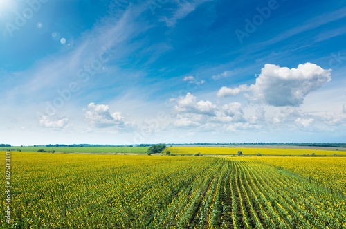 Bird's-eye view view of wide field of yellow blooming sunflowers and blue sky with light white clouds in Ukraine.