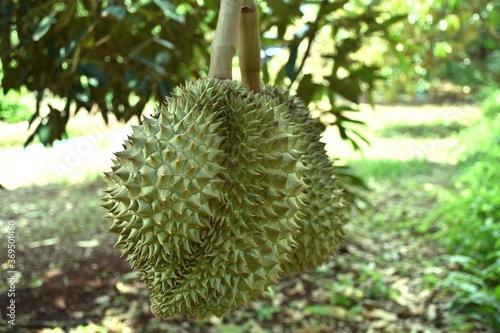 Fresh durian on the tree in the garden : selective focus. © Monrudee