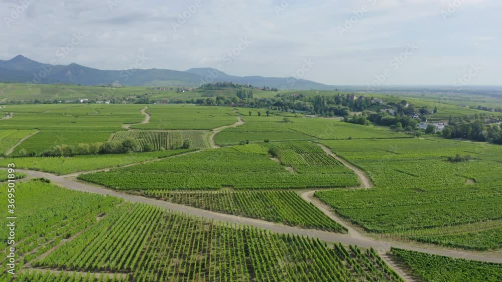Aerial view of vineyards in Alsace France Aerial view of vineyards in Alsace France