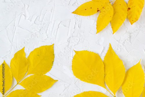 Border of yellow autumn leaves on a white background