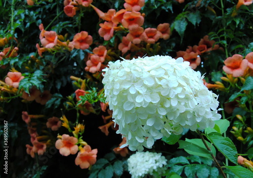Close up of a large conical panicle of creamy white flowers of Hydrangea paniculata against a background of  salmon pink  flowers of trumpet creeper or hummingbird vine (Campsis radicans)