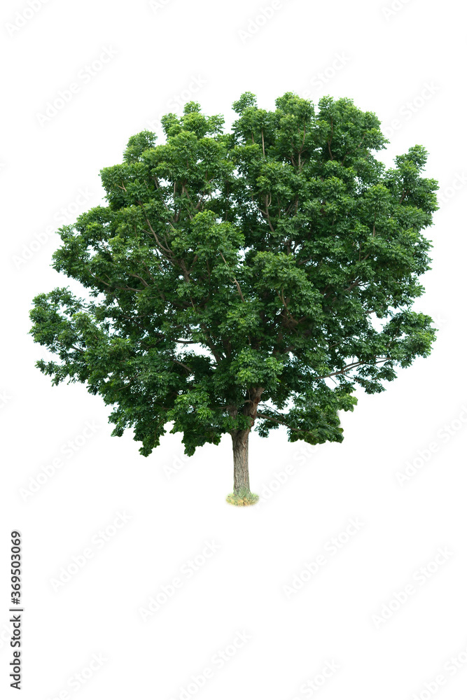 Green trees isolated on a white background.

