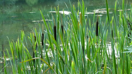 Rohrkolben am Teich