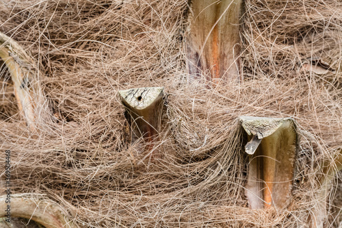 Structure of trunk of palm tree surface background. Texture of trunk palm tree closeup