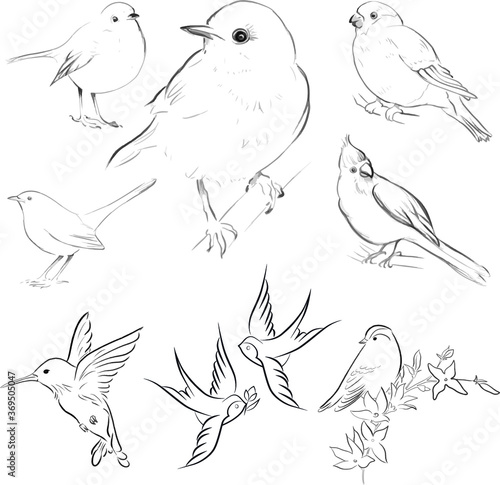 Elegant line sketch, animal, vector illustration