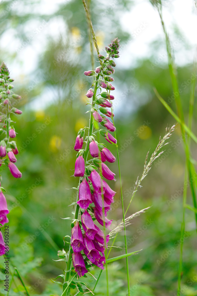 Fototapeta premium wild foxglove in the countryside