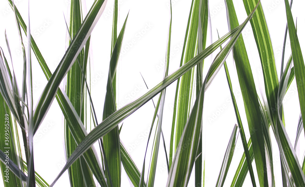 Fototapeta premium Green grass on white isolated background.