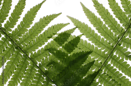 Fern on a white background, natural plants for beauty.