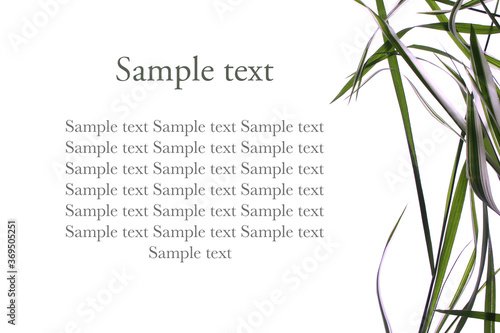 Poster with grass on isolated background for sample text. An article about natural cosmetics.