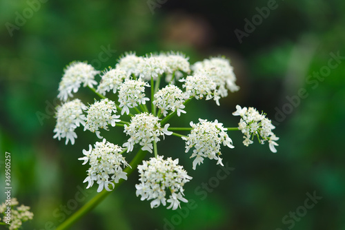 Wild Angelica Flowers