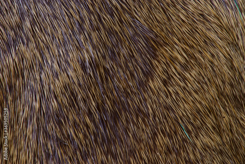 fur texture, brown deer