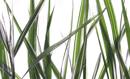 Green grass on white isolated background.