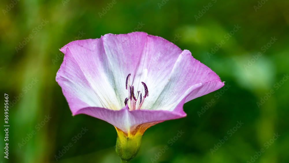 Fototapeta premium White flower on green background.