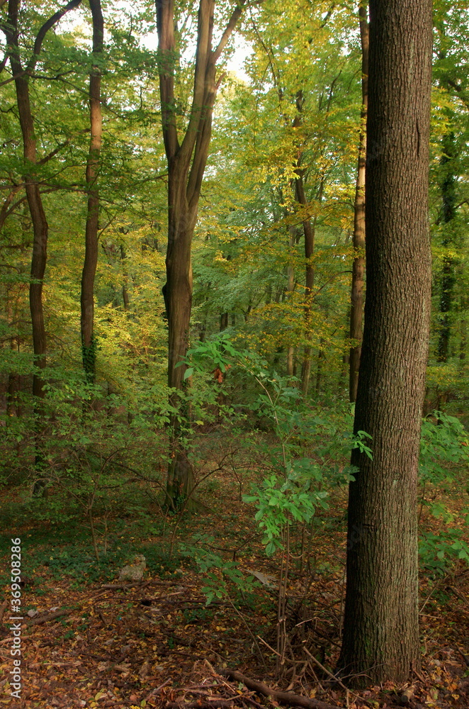 Obraz premium Beautiful landscape forest. Nature background and healthy lifestyle concept. Fresh air, save the forest. Explore the beauty of Europe. 