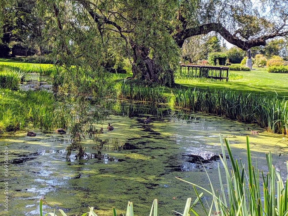 Pond in the park