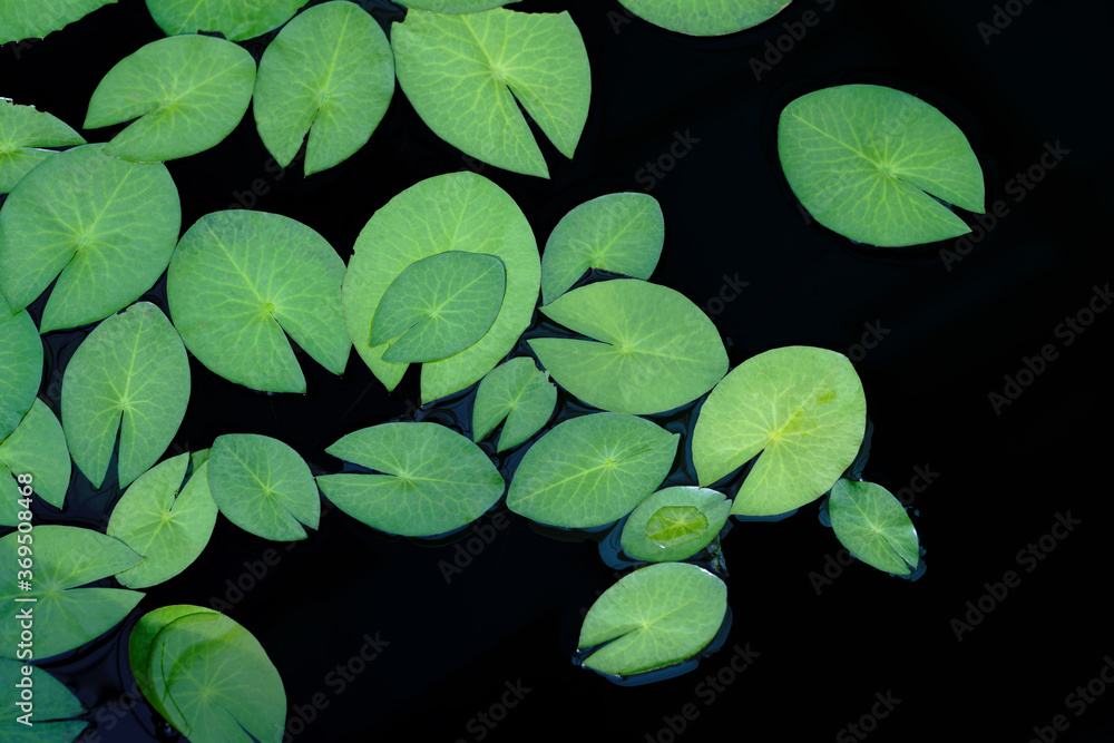 Green lotus leaf isolated on black water background Green lotus leaf isolated on black water background