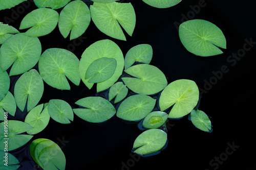Green lotus leaf isolated on black water background