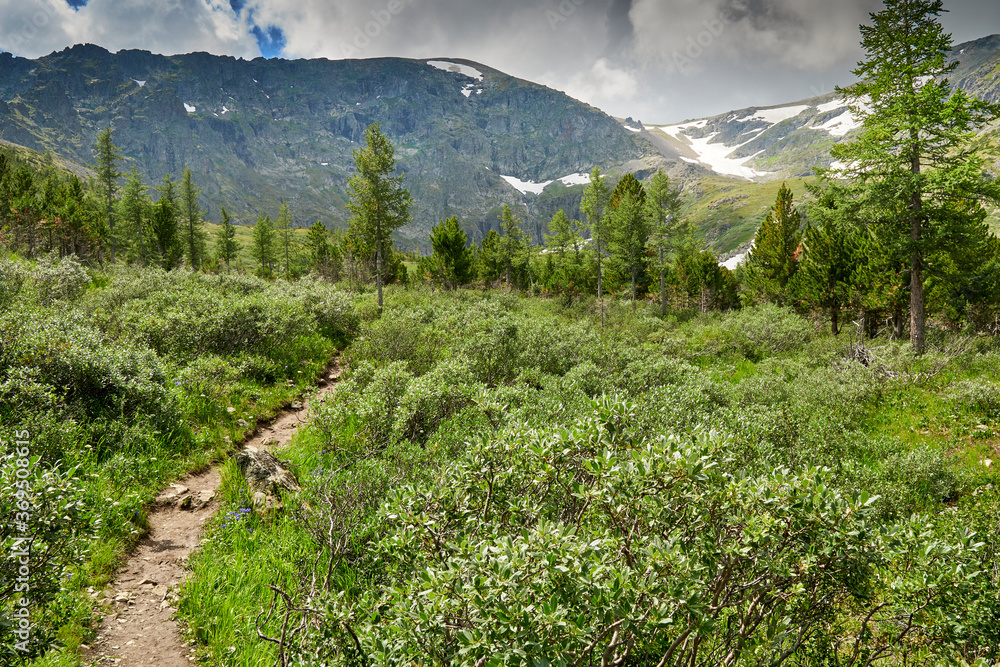 mountain forest path among cedars and firs. hiking mountain tourism. scandinavian walking in the forest in the mountains. camping mountain forest path among cedars and firs. hiking mountain tourism. scandinavian walking in the forest in the mountains. camping