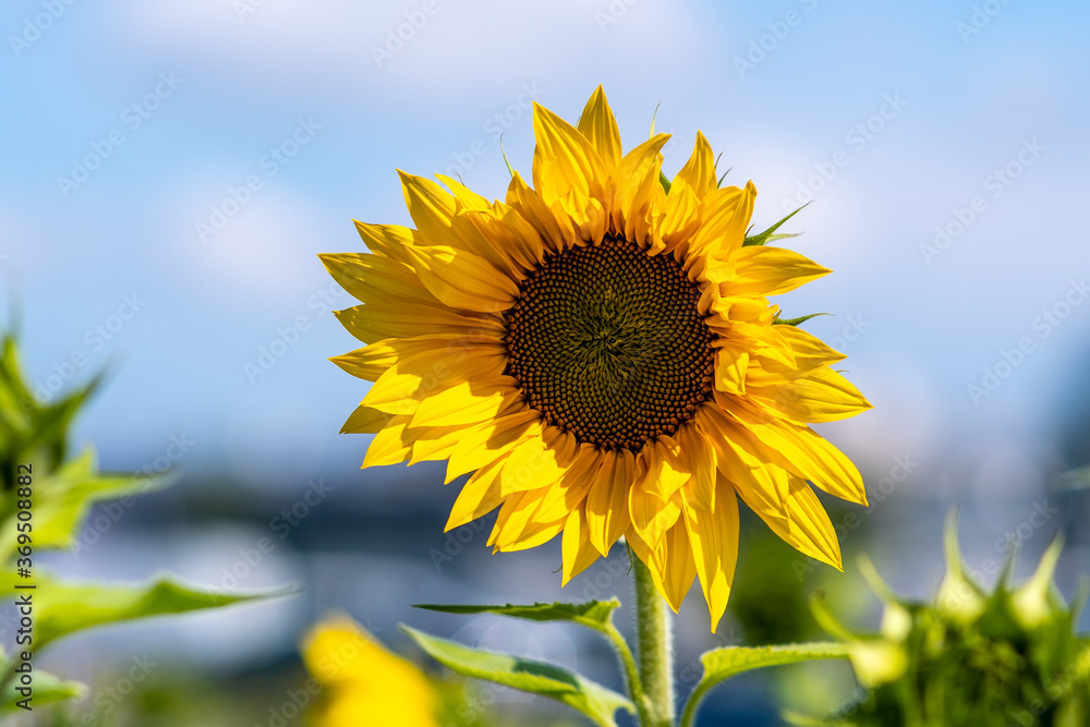 agronomist works in yellow sunflower field. Farmer's hand inspects a blooming sunflower flower. A sunflower sways in the wind. businessman conducts crop analysis. agriculture concept. agronomist works in yellow sunflower field. Farmer's hand inspects a blooming sunflower flower. A sunflower sways in the wind. businessman conducts crop analysis. agriculture concept.
