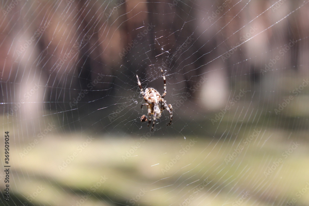 cross spider sitting hanging on a web with a cross on its back wildlife insect cross spider sitting hanging on a web with a cross on its back wildlife insect