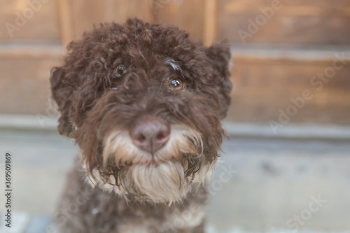 Portrait of young brown lagotto romagnolo from above photo