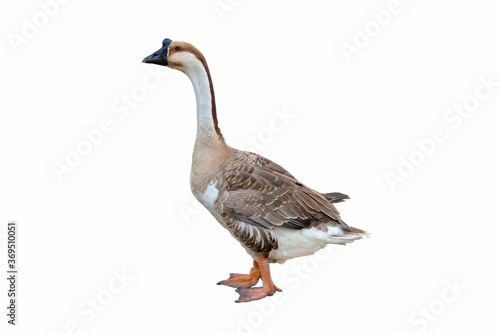 Goose isolated on white background.