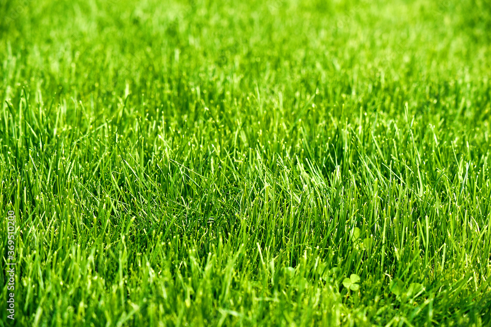 Fresh green summer lawn background Fresh green summer lawn background