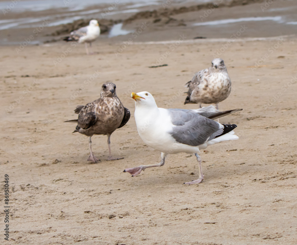 Sea gull bird walking style and wings open Sea gull bird walking style and wings open