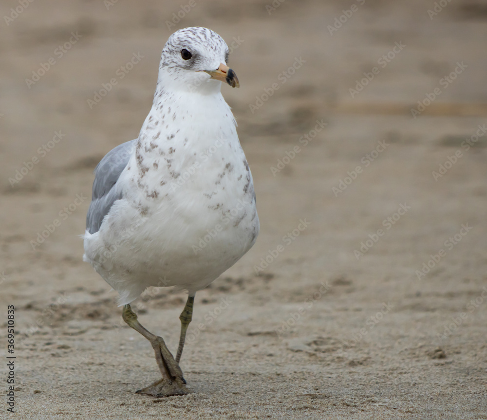 Sea gull bird walking style and wings open Sea gull bird walking style and wings open