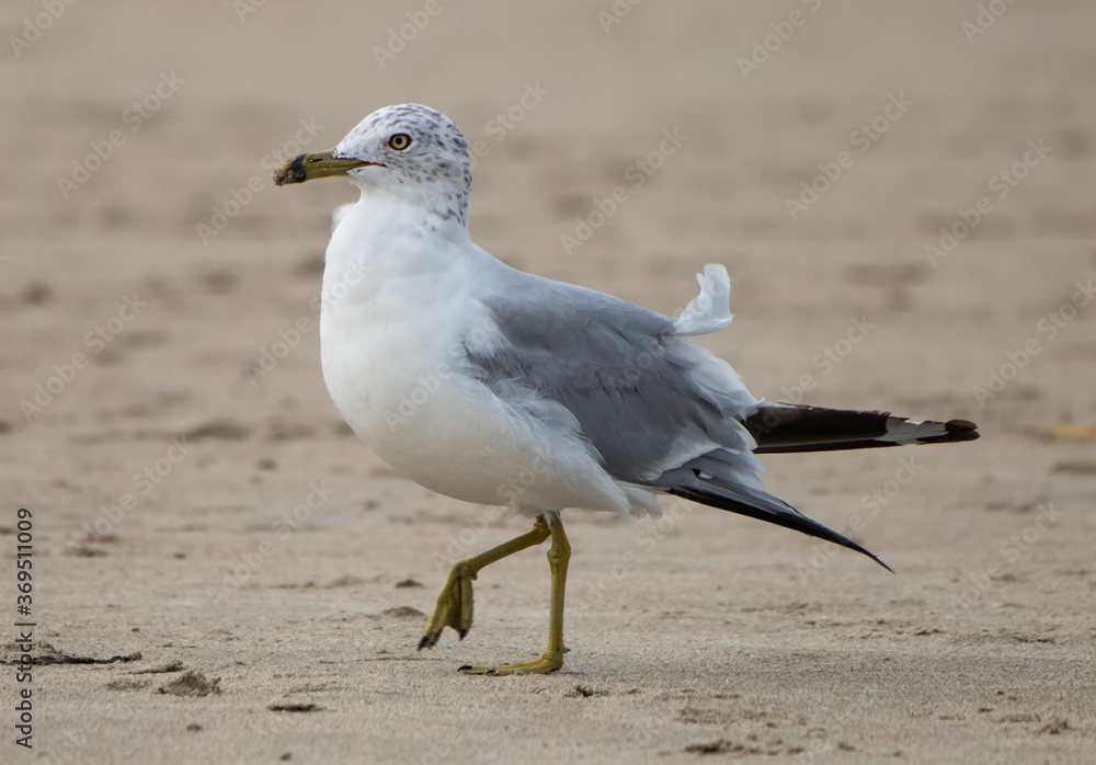 Sea gull bird walking style and wings open Sea gull bird walking style and wings open