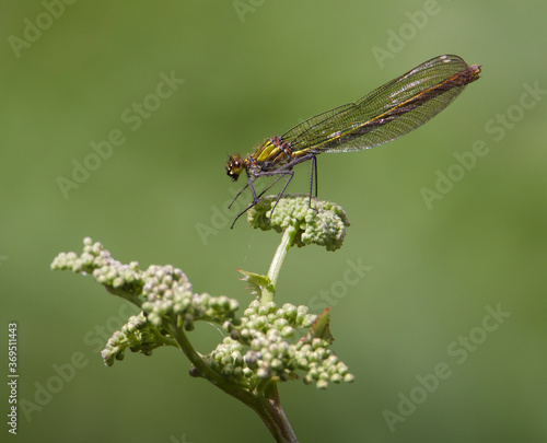 Female Beautiful Demoiselle damselfly, Calopteryx virgo, sitting on Cow Parsley plant. Taken at Moors Valley Country Park UK © Martin