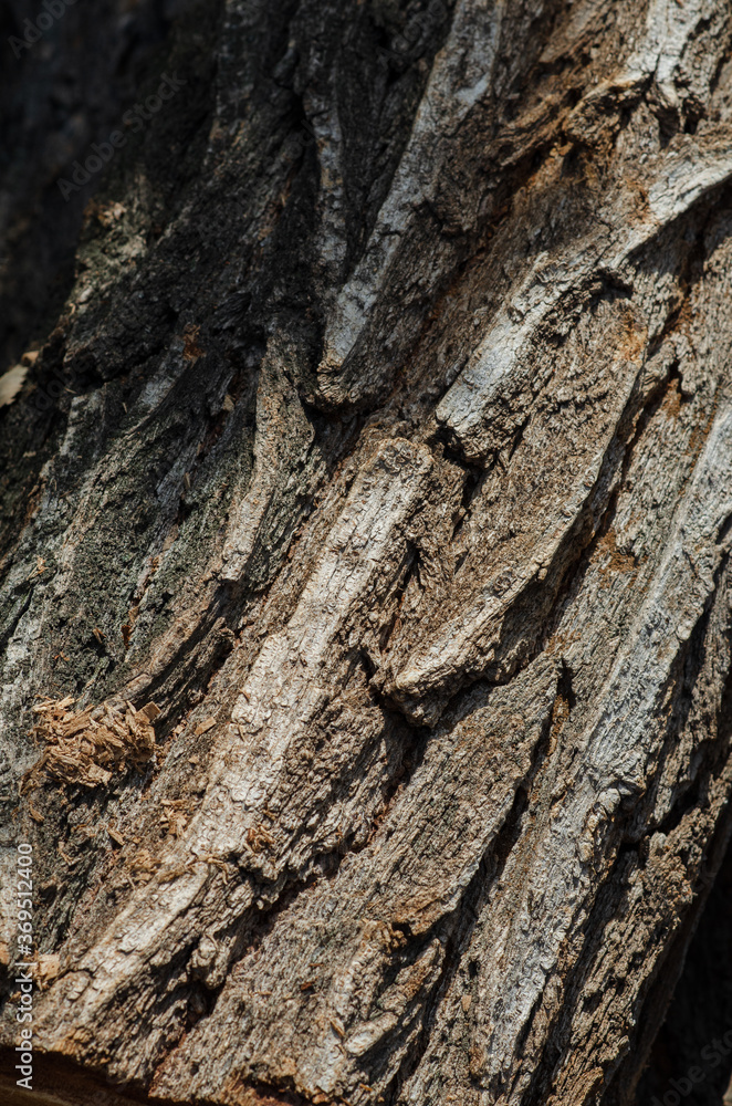 tree wood dark texture tree wood dark texture