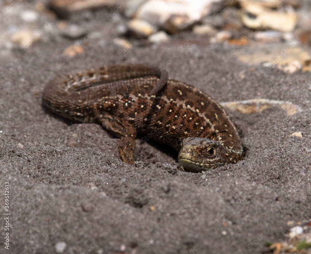 A rare female Sand Lizard, Lacerta agilis, digging a hole in the sand to lay eggs. Taken at Arne Nature Reserve UK A rare female Sand Lizard, Lacerta agilis, digging a hole in the sand to lay eggs. Taken at Arne Nature Reserve UK