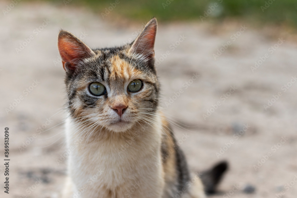 Portrait of calico street cat close up.