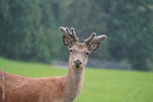 the side profile of a red deer stag, cervus elaphus with velvet antlers on a rainy day in the mountains