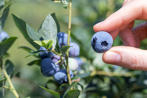 Φωτογραφία Female fingers plucking ripe blueberries from a bush. Close up.