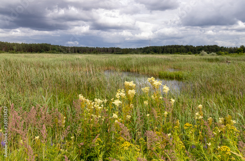Landscape with a wet meadow formed around an overgrown lake. It grows reeds, meadowsweets (filipendula ulmaria) and other wild flowers. Summer in the Latvian countryside