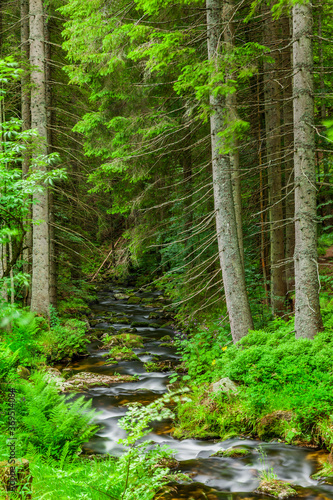 Wildbach Kleine Ohe im Bayerischen Wald