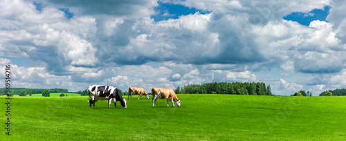 Grüne Landschaft mit Kühen auf einer Wiese