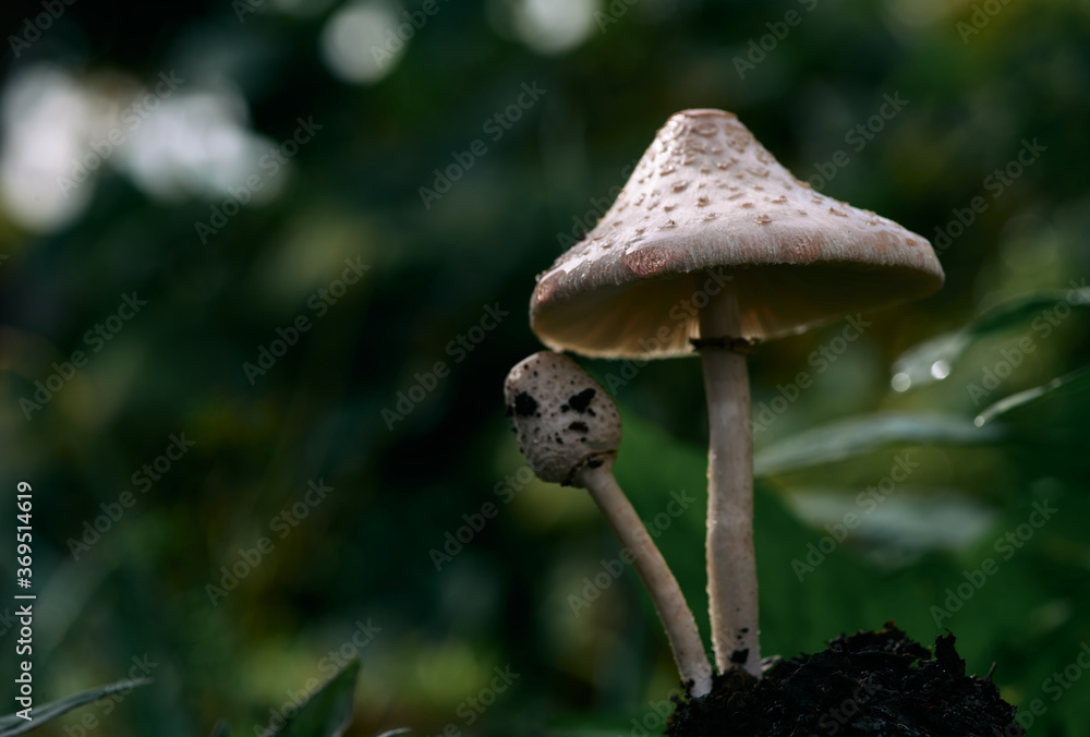 Close up view of the blossoming mushroom and bud Close up view of the blossoming mushroom and bud