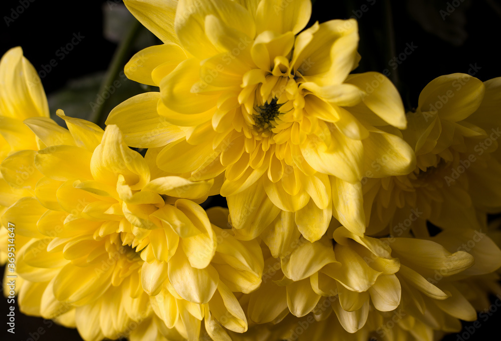 Fototapeta premium Yellow asters close-up on a black background