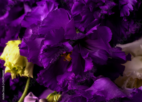 Purple eustoma flower close up