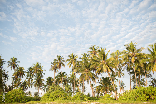 Fototapeta Naklejka Na Ścianę i Meble -  A forest of palm trees on a sunny day in Zanzibar
