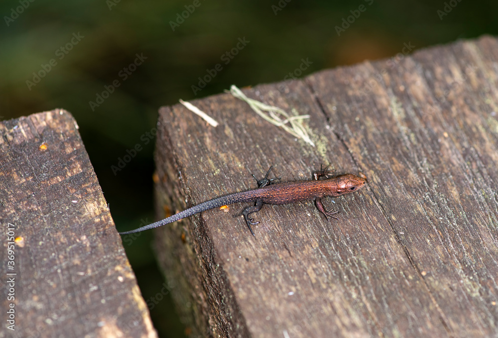 brown little lizard - with a muzzle like a giant dragon brown little lizard - with a muzzle like a giant dragon
